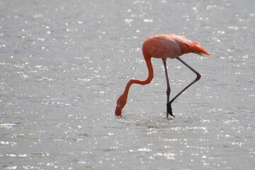 Flamingo Curacao