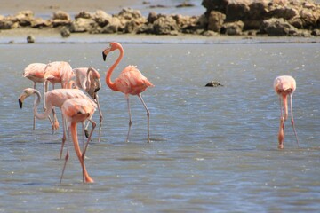 Flamingo Curacao