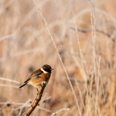 Beautiful image of European Stonechat bird perched on stick in frozen Winter field in sunrise glow