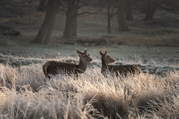 Beautiful image of herd of red deers in frozen atmospheric Winter landscape backlit by glow of sunrise