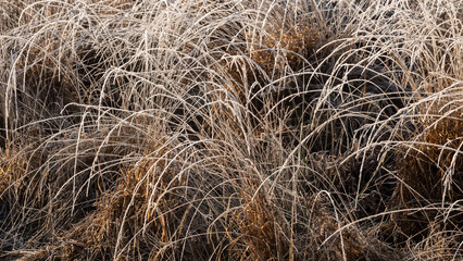 Beautiful atmospheric Winter sunrise landscape image of frozen fields and grasses with sun glow on the frosty ground