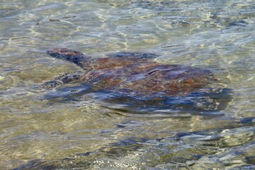 Obraz premium Meeresschildkröte am Strand von Curacao 