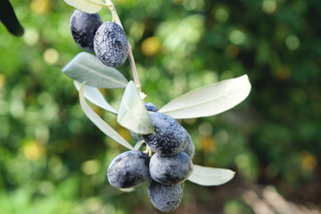 Black olives on branch close-up