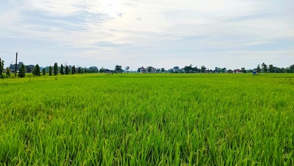 Obraz premium Green rice fild in the morning