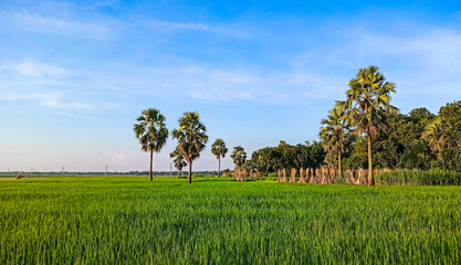 Fototapeta premium Bangladeshi village, 