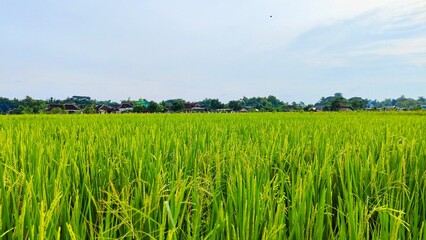 Green rice fild in the morning