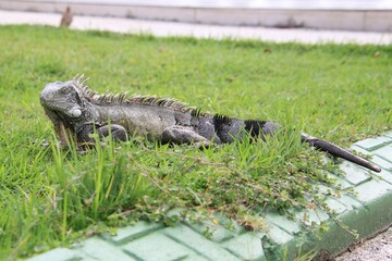 grüner Leguan Curacao