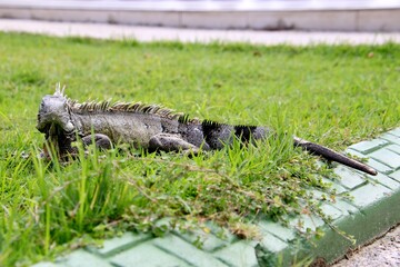 grüner Leguan Curacao