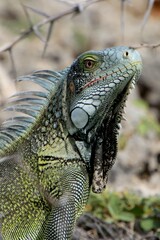 grüner Leguan Curacao