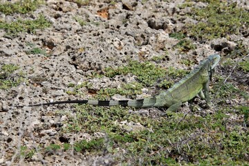 grüner Leguan Curacao