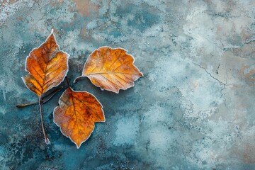 Autumn leaves and the first frost.