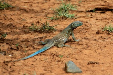 Dornschwanz-Agame Nationapark Shete Boka, Curacao