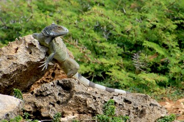 grüner Leguan Curacao