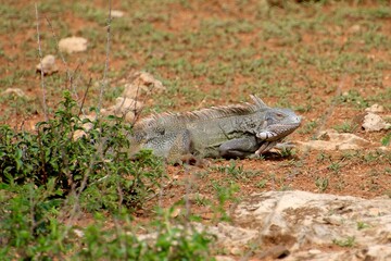 grüner Leguan Curacao