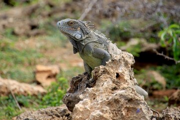 grüner Leguan Curacao