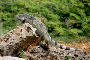 Grüner Leguan Nationalpark Shete Boka, Curacao 