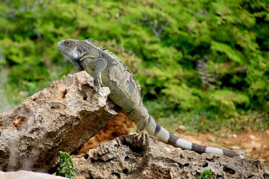 Gr&uuml;ner Leguan Nationalpark Shete Boka, Curacao 