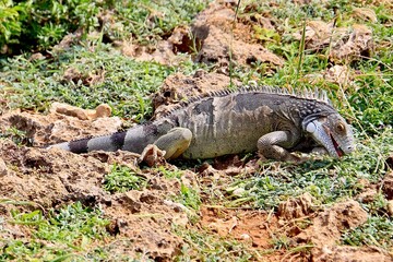 Grüner Leguan Nationalpark Shete Boka, Curacao 