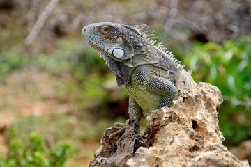 Grüner Leguan Nationalpark Shete Boka, Curacao 