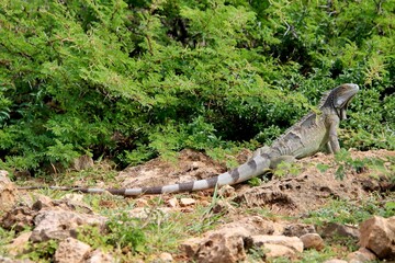 grüner Leguan Curacao