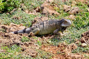 Grüner Leguan Nationalpark Shete Boka, Curacao 