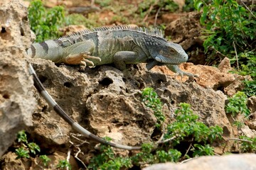 Grüner Leguan Nationalpark Shete Boka, Curacao 
