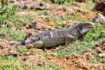 Grüner Leguan Nationalpark Shete Boka, Curacao 