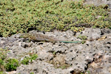 Peitschenschwanzechse