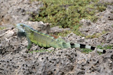 Grüner Leguan Nationalpark Shete Boka, Curacao 