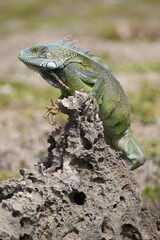 Grüner Leguan Nationalpark Shete Boka Curacao