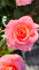 Pink rose in garden, closeup of rose flower blossom