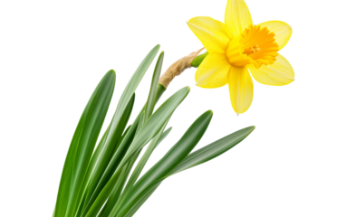The Iconic Daffodil of St David's Day Celebration Isolated On Transparent Background.