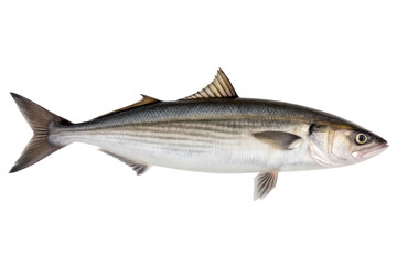 Fototapeta premium Silver fish isolated with transparent background