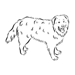 tornjac dog, vector, realistic vector sketch isolated on white