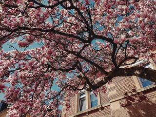 Stunning magnolia tree in full bloom with vibrant pink and white blossoms against clear blue sky. The branches create intricate patterns, casting shadows on charming brick building in the background. © Anatolii V.