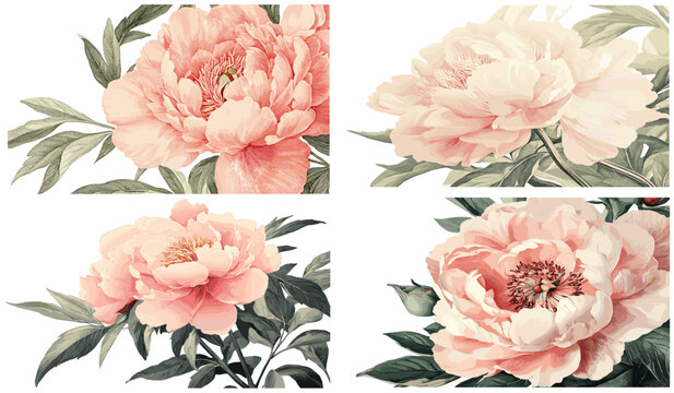 Vintage cream backdrop, rich blush pink peony petals, soft green foliage, detailed engraving, 1885 peony, floral decor, antique floral art, vintage flowers, elegant floral design