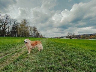 A golden retriever standing on a lush green riverside meadow under a cloudy sky. The dog appears...