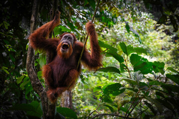 Sumatran orangutans are critically endangered according to the WWF. The word orangutan is derived from the Malay words meaning “person of the forest