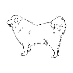 tornjac dog, vector, realistic vector sketch isolated on white
