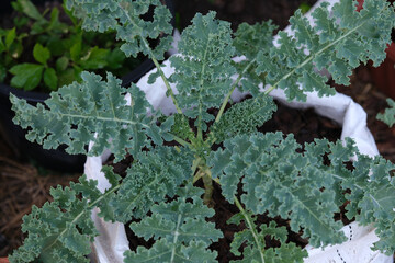 Close up of green curly kale plant in a vegetable garden, Green kale leaves, one of the super foods, beneficial for health lovers. High in antioxidants in Thailand