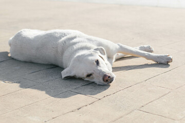 White stray dog lying on a sunlit pavement, resting peacefully in the warm afternoon light. The...