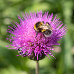 blooming burdock in summer close up