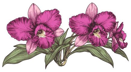 Pink and purple Cattleya Orchid with green leaves from the 1920s in a vintage sketch engraving style, historical floral artwork, botanical illustrations, antique flower sketches.