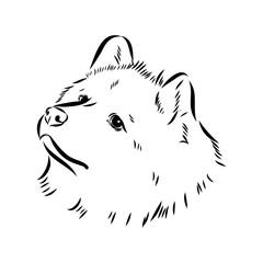 Illustration, outline. Thai bangkaew dog silhouette. sitting position from behind