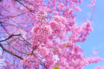Beautiful Sakura or Cherry Blossom flowers bloom on the high mountain. The famous place of travel attraction destination at Doi Inthanon National Park Chiang Mai, Thailand.