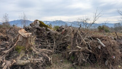 Fallen tree stumps littering forest floor with snow capped mountain backdrop, highlighting devastating consequences of widespread deforestation