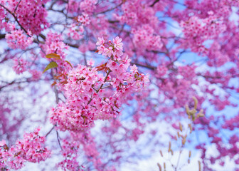 Beautiful Sakura or Cherry Blossom flowers bloom on the high mountain. The famous place of travel attraction destination at Doi Inthanon National Park Chiang Mai, Thailand.