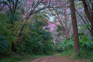 The beautiful nature of transportation requires a 4-wheel drive vehicle to travel through rugged terrain in remote rainforest areas in Chiang Mai, Thailand. Adventure Off-Road life.
