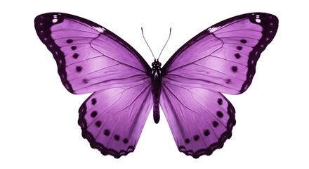 Purple Butterfly Wings Isolated on White Background