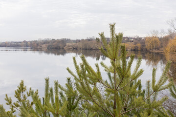 Pine trees on the bank of the river. Trees on the lake